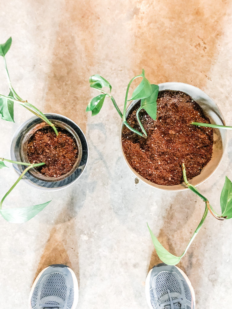 weekly project - Propagating Pothos