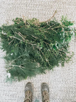 Fresh cut evergreen branches