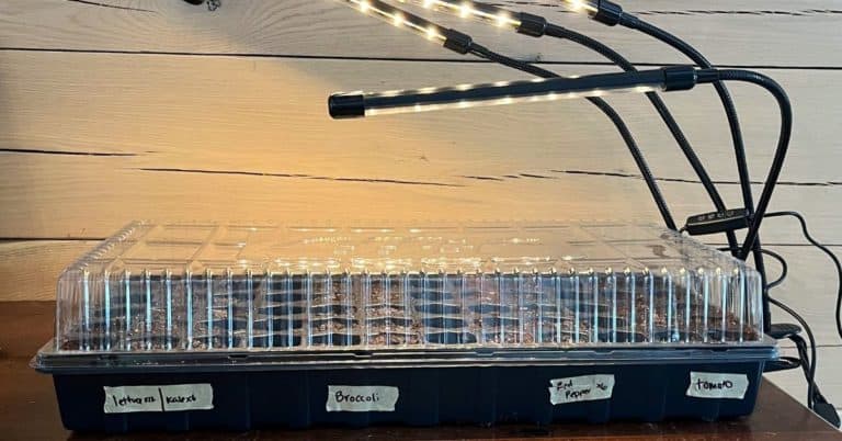 indoor seed starting tray with indoor grow light
