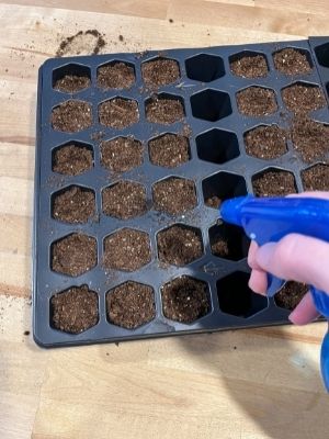 watering vegetable seeds with spray bottle in an indoor seed starting tray