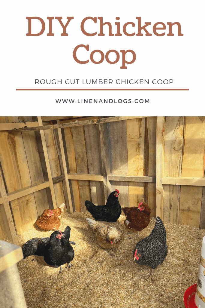 diy chicken coop with pine shavings and chickens 