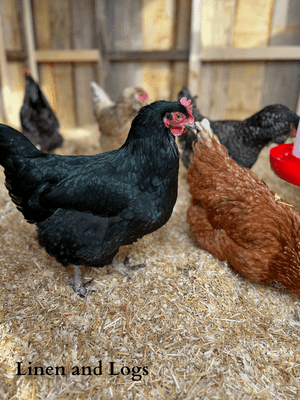 black chicken standing in hay/ pine shavings bedding inside diy lumber chicken coop