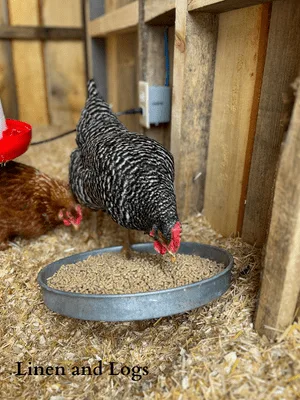 chicken eating chicken food in diy chicken coop