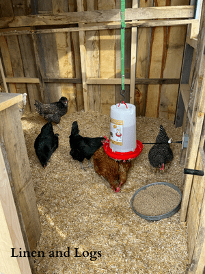 chickens in chicken coop with electric waterer